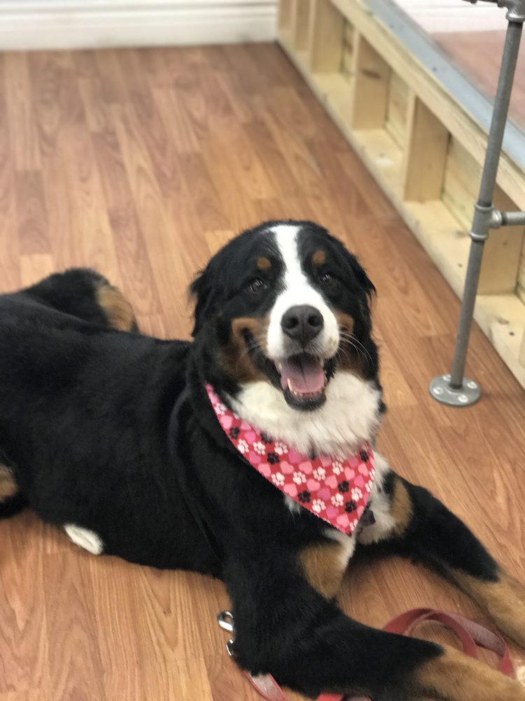 bernese heart bandana
