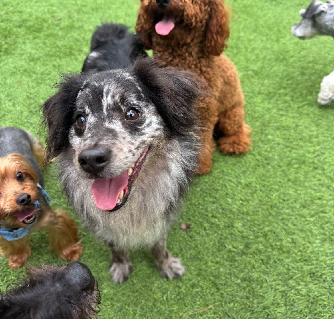 The daycare pack at play