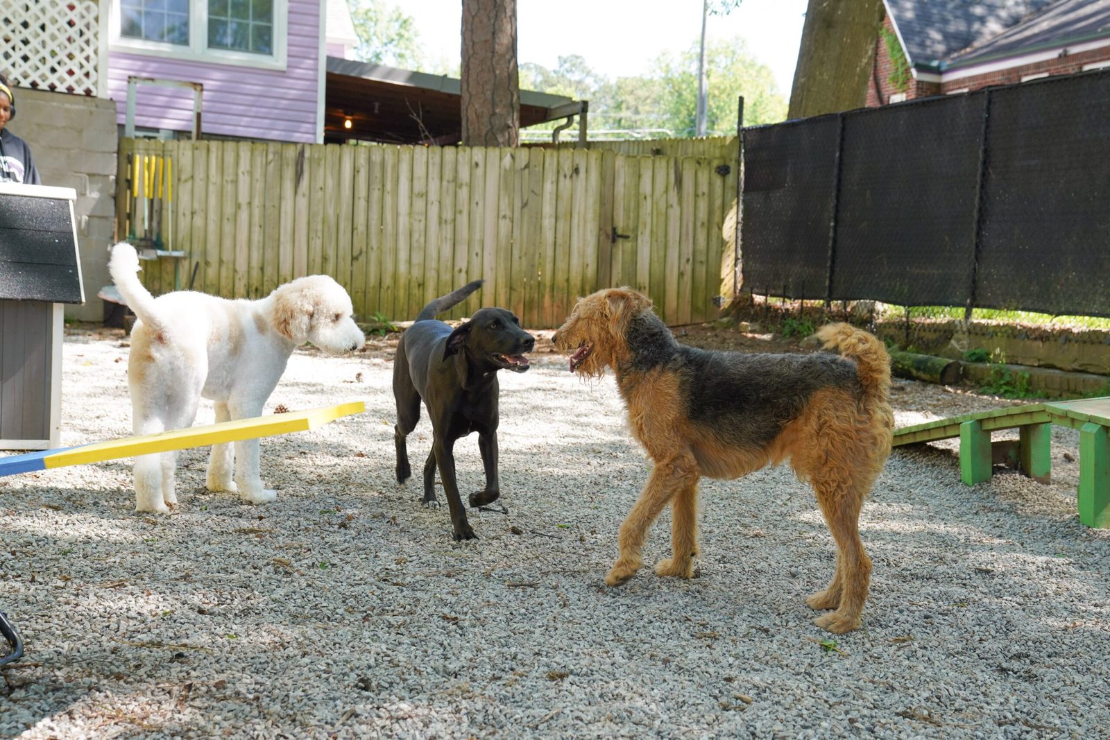 Daycare and play at Best In Show