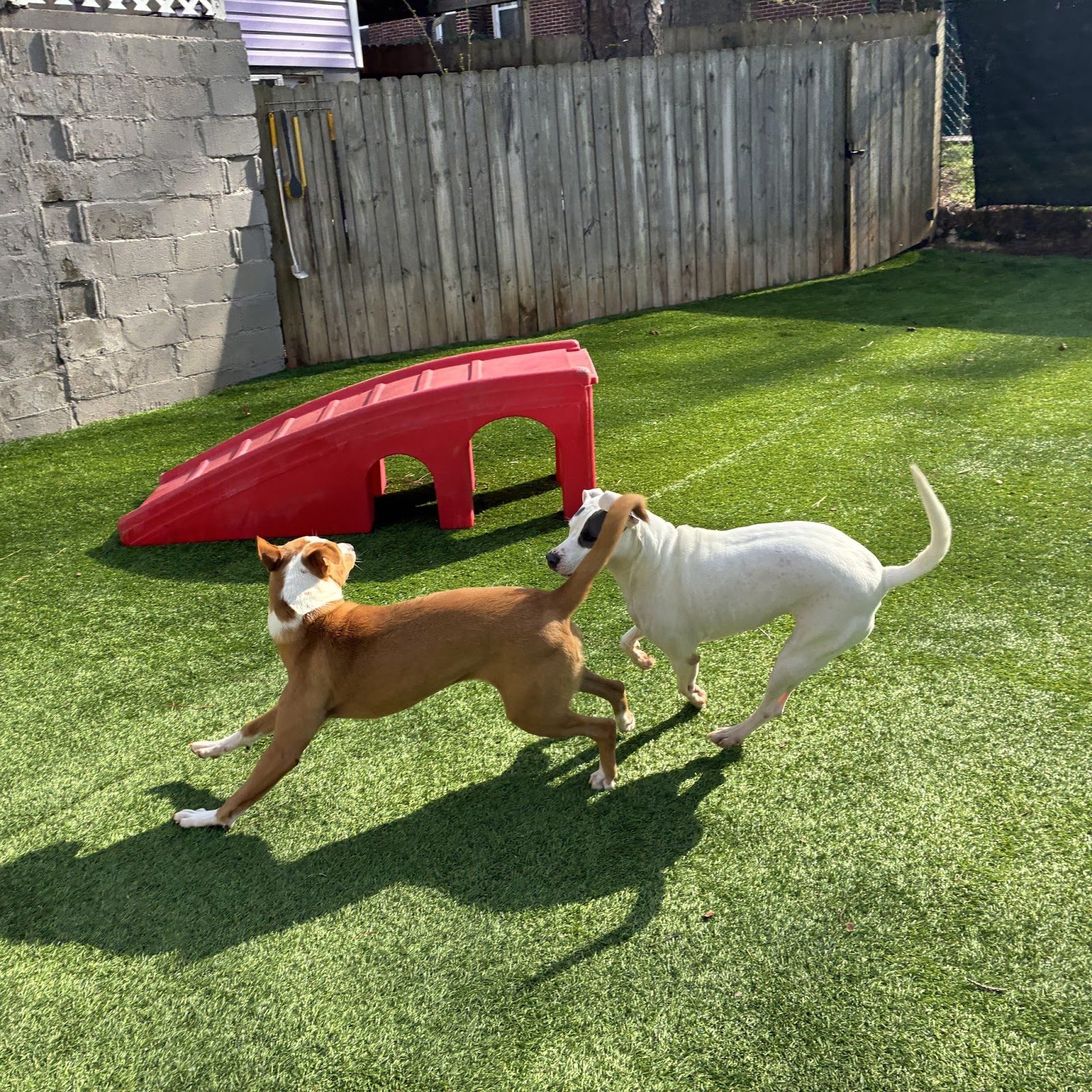 Dog Daycare at Best In Show