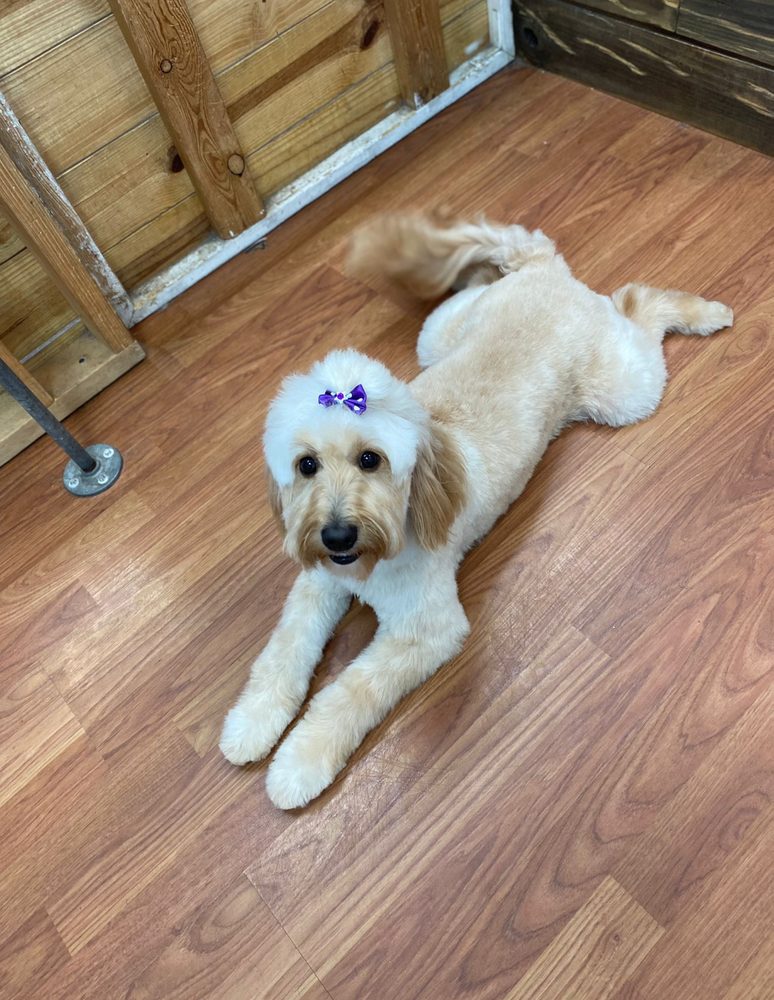 goldendoodle bow floor