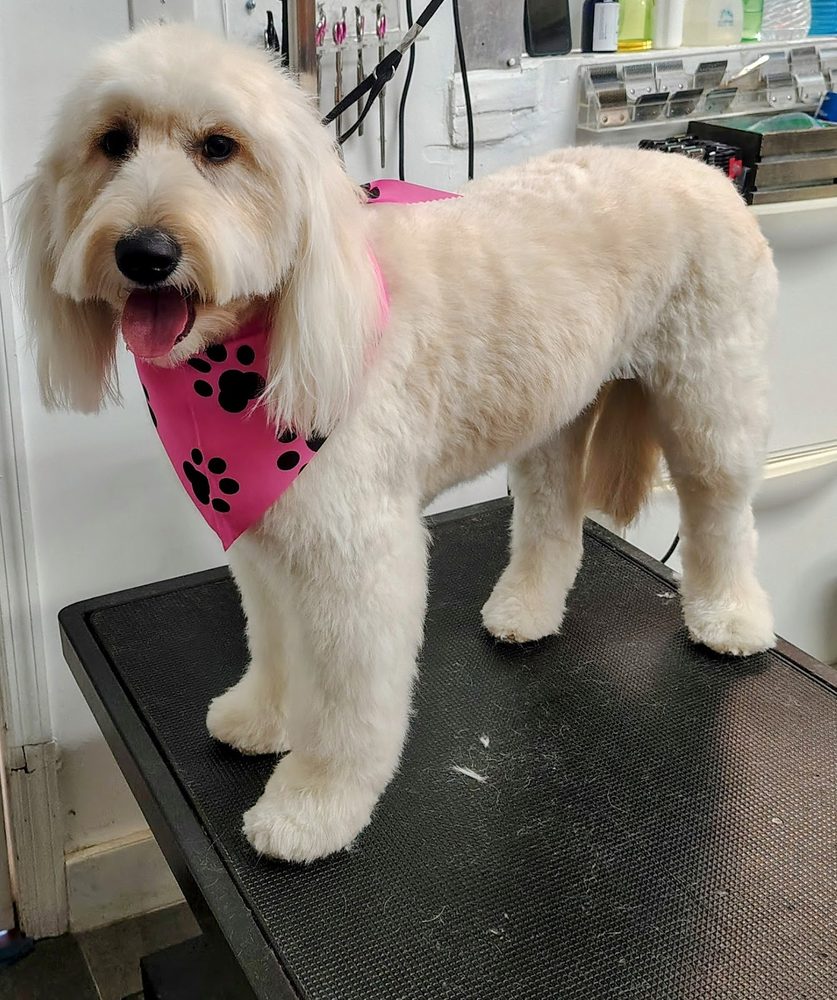 goldendoodle pink bandana