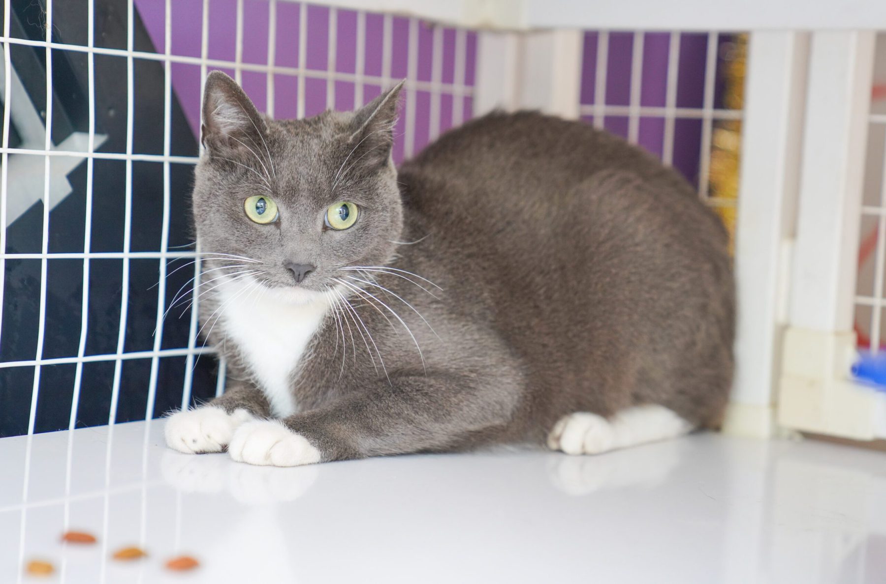 A cat in a Best In Show cat suite