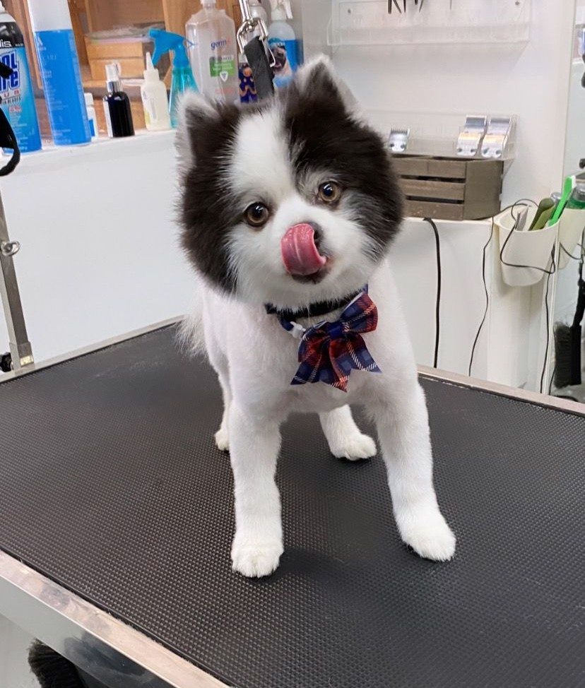 groomed pomeranian bowtie