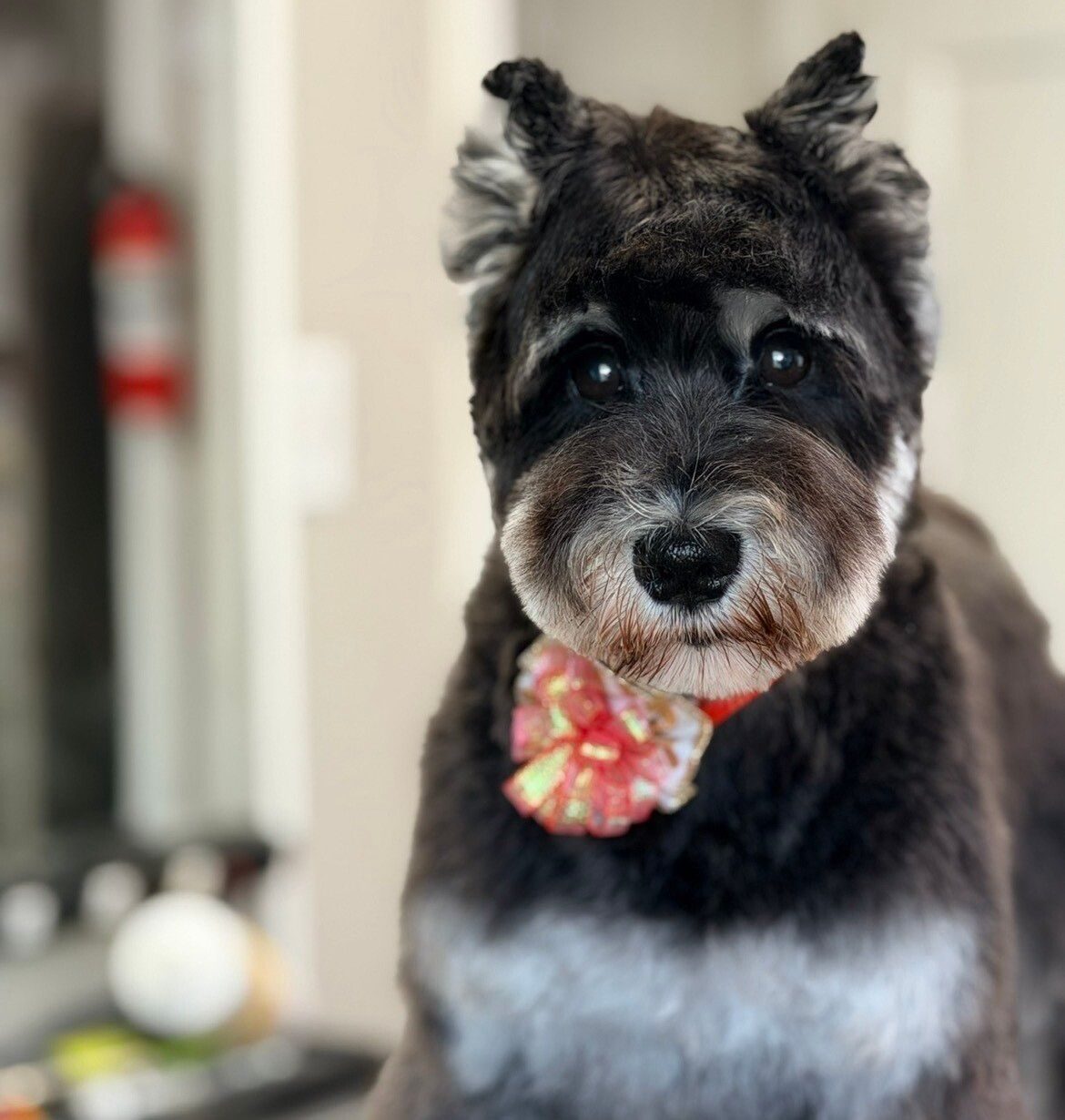A schnauzer after a full groom