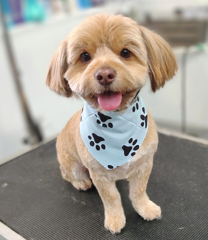 groomed shihtzu mix bandana