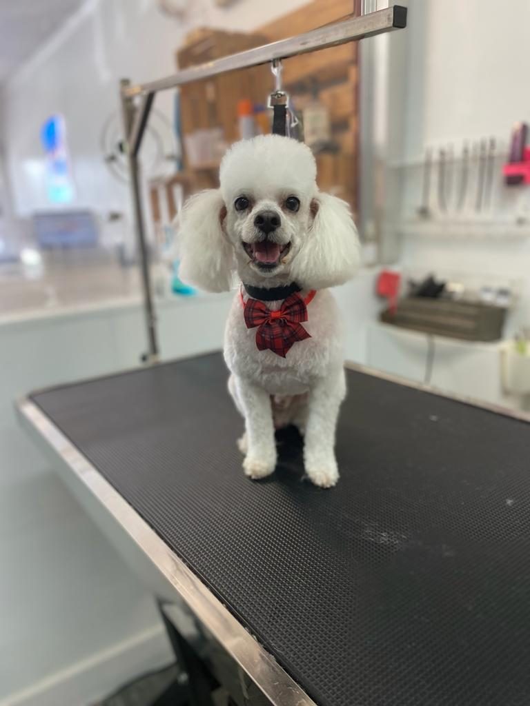 Full-Service Dog Grooming in Oakland Park, FL
