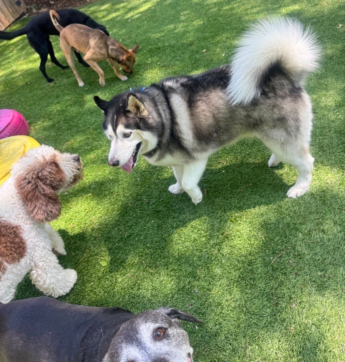 Daycare and play at Best In Show