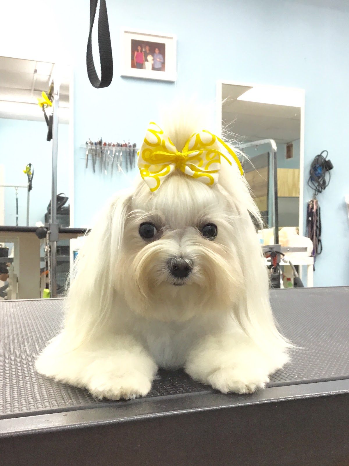 Grooming Done With Patience and Skill