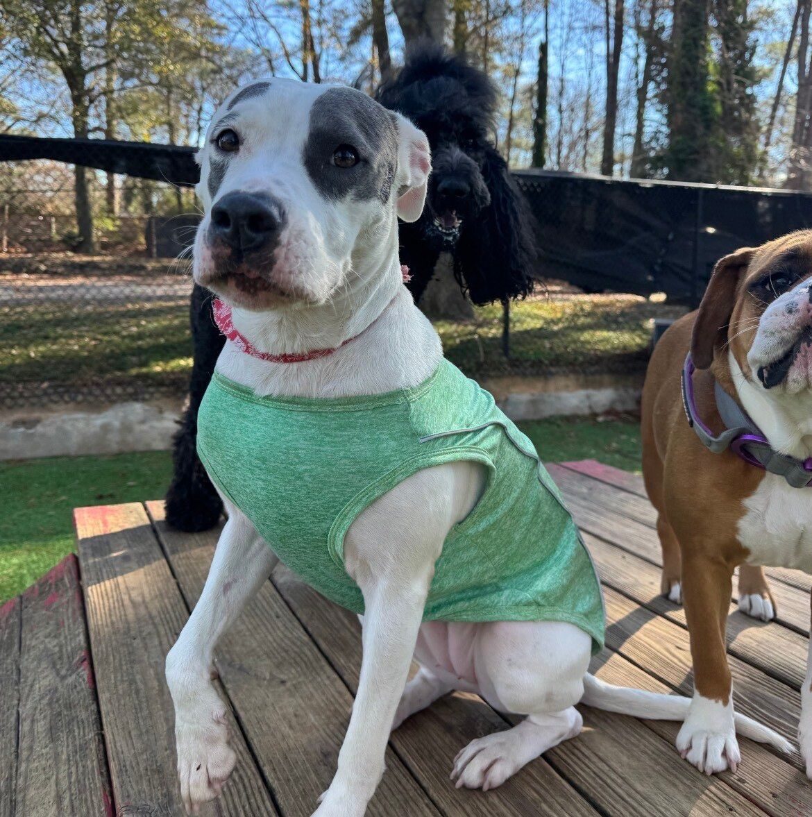 Daycare and play at Best In Show