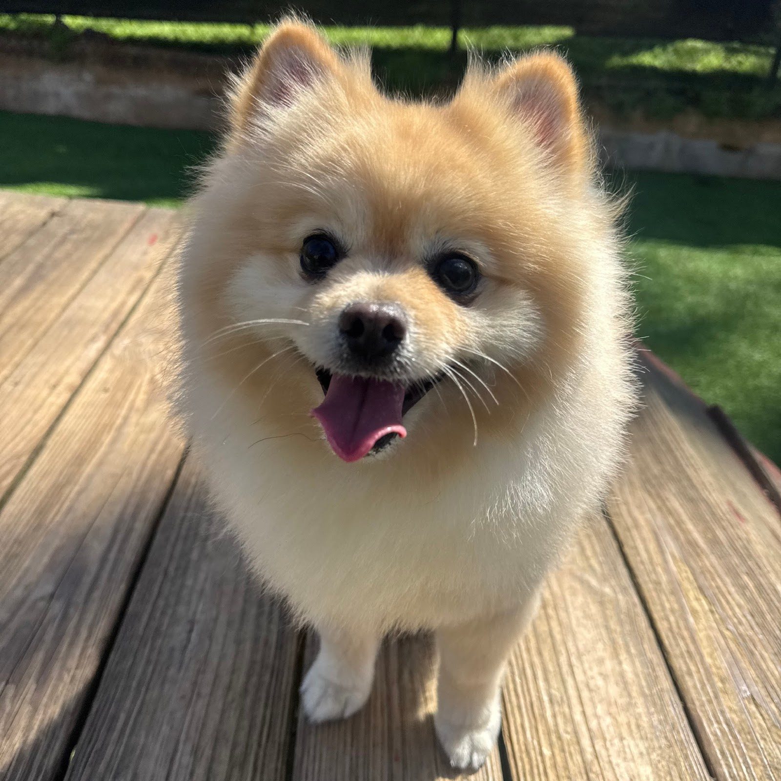 Daycare and play at Best In Show