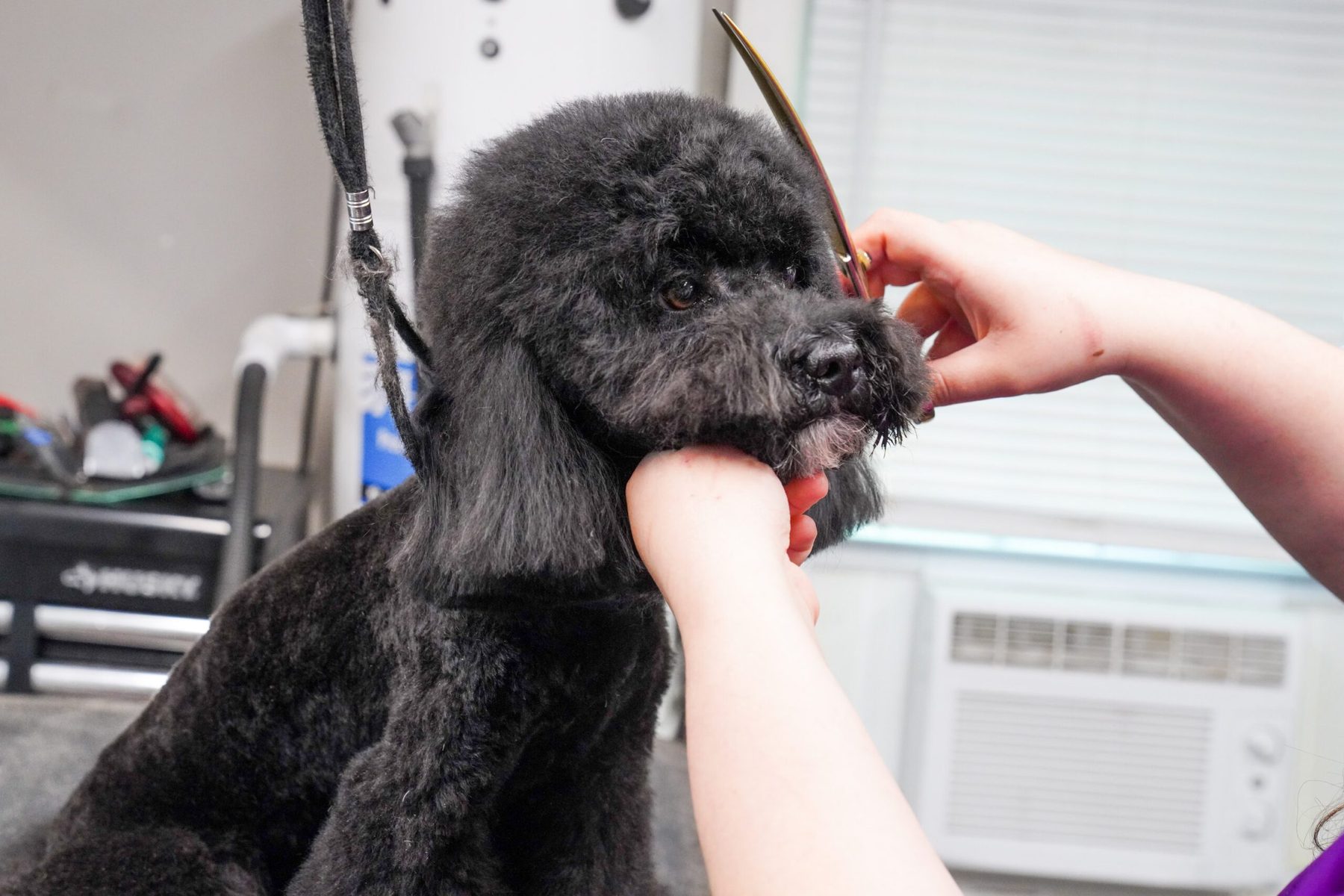 A poodle being scissor finished in the salon