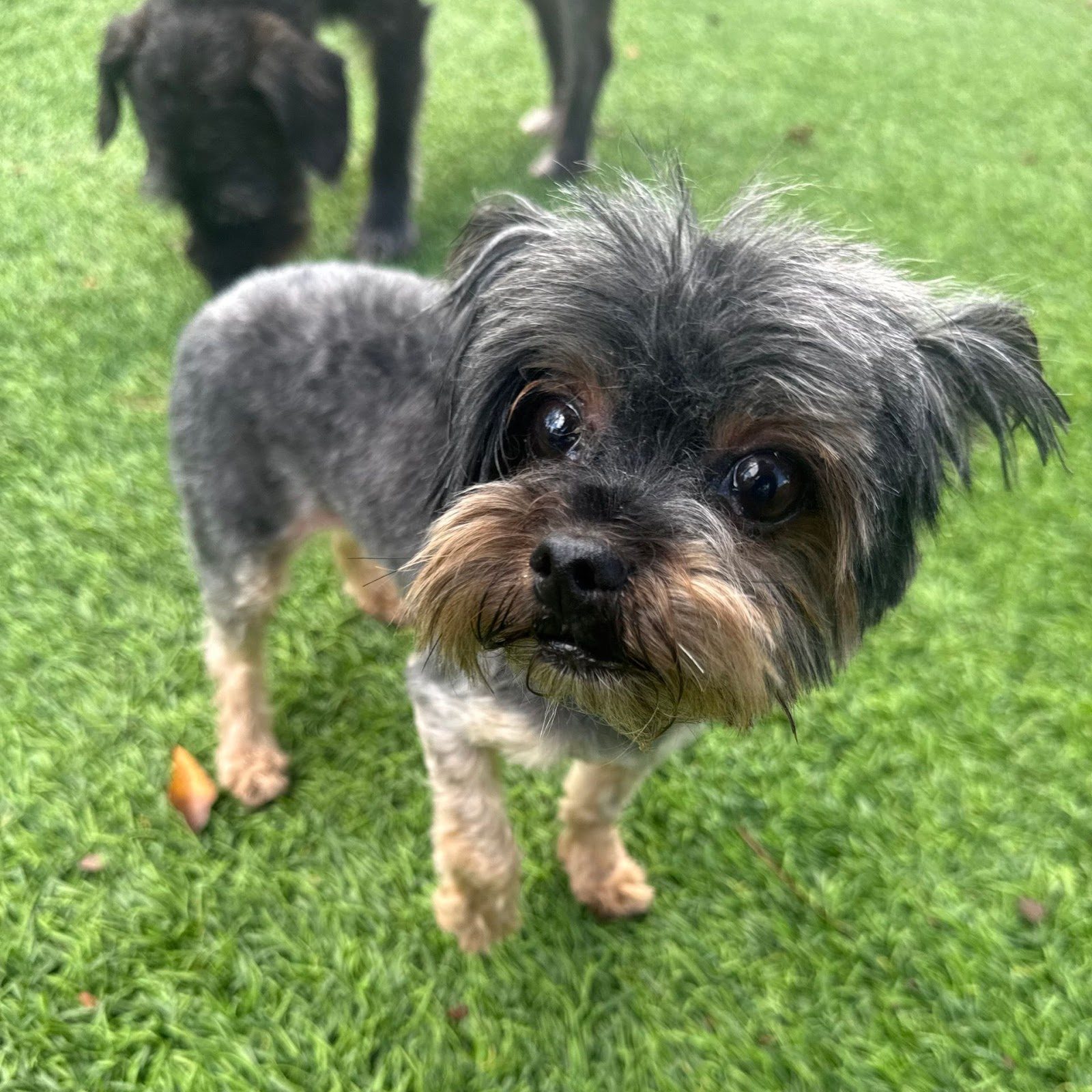 Daycare and play at Best In Show