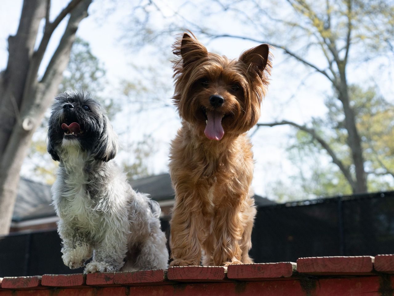 Daycare and play at Best In Show