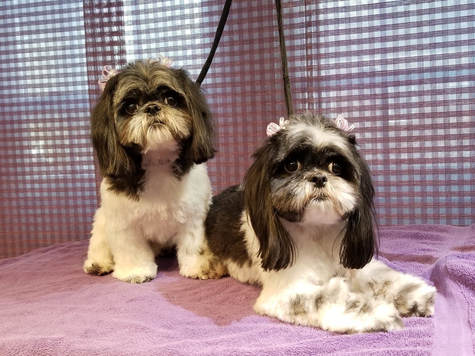 Dog Grooming & Spa at Best In Show