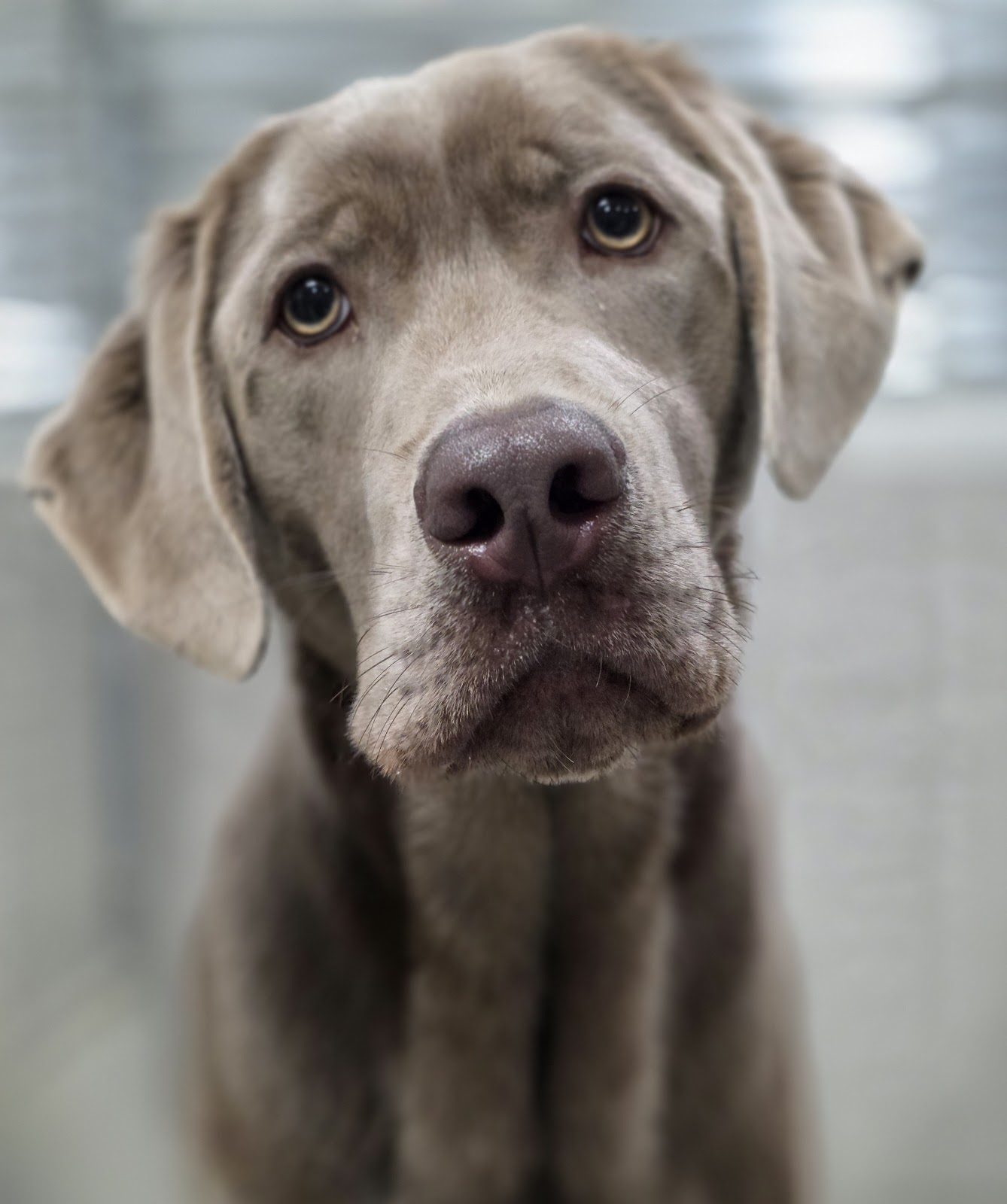 A boarding guest at Best In Show