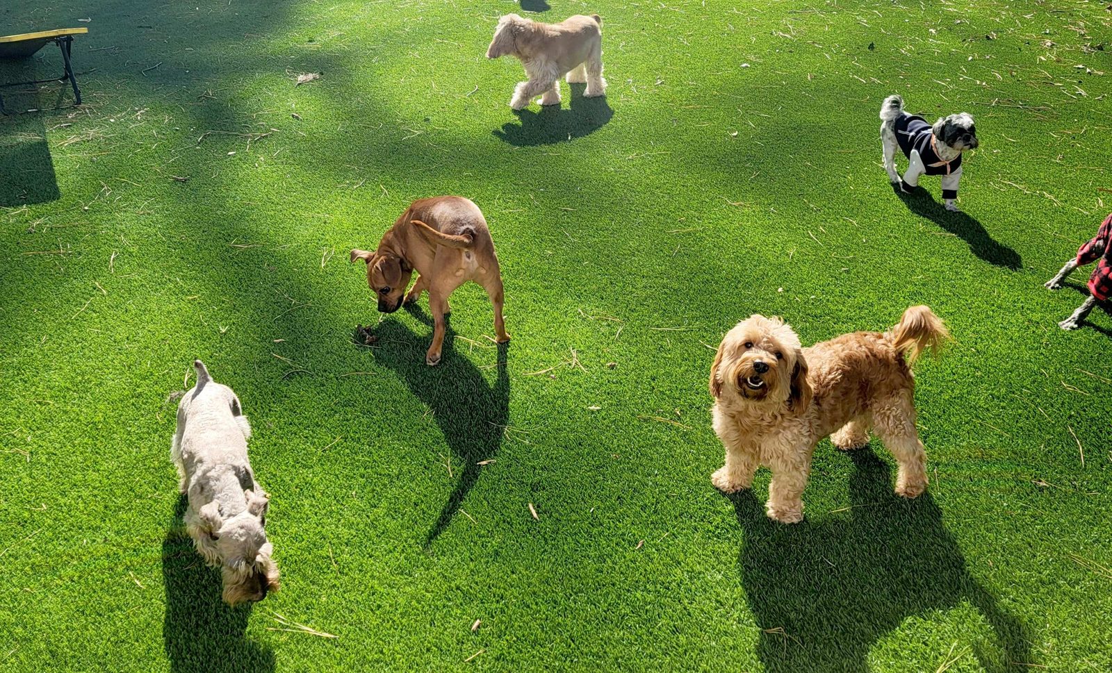 Daycare and play at Best In Show
