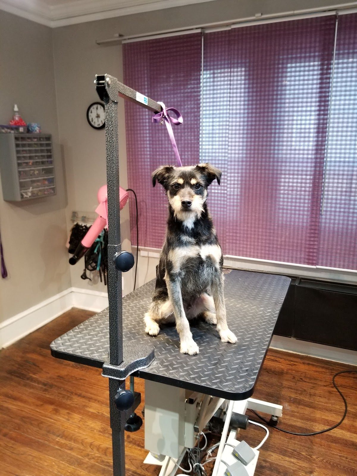 A dog on the grooming table