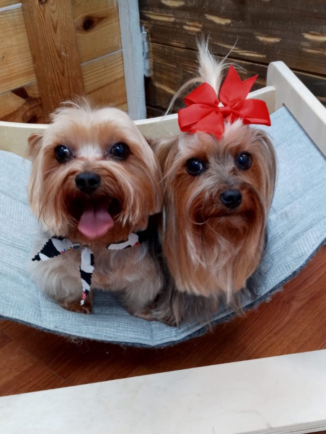 Freshly groomed dog from the Wilton Manors, FL area at Canine Beach Pet Grooming