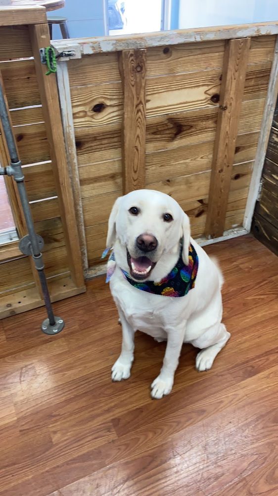 white lab bandana