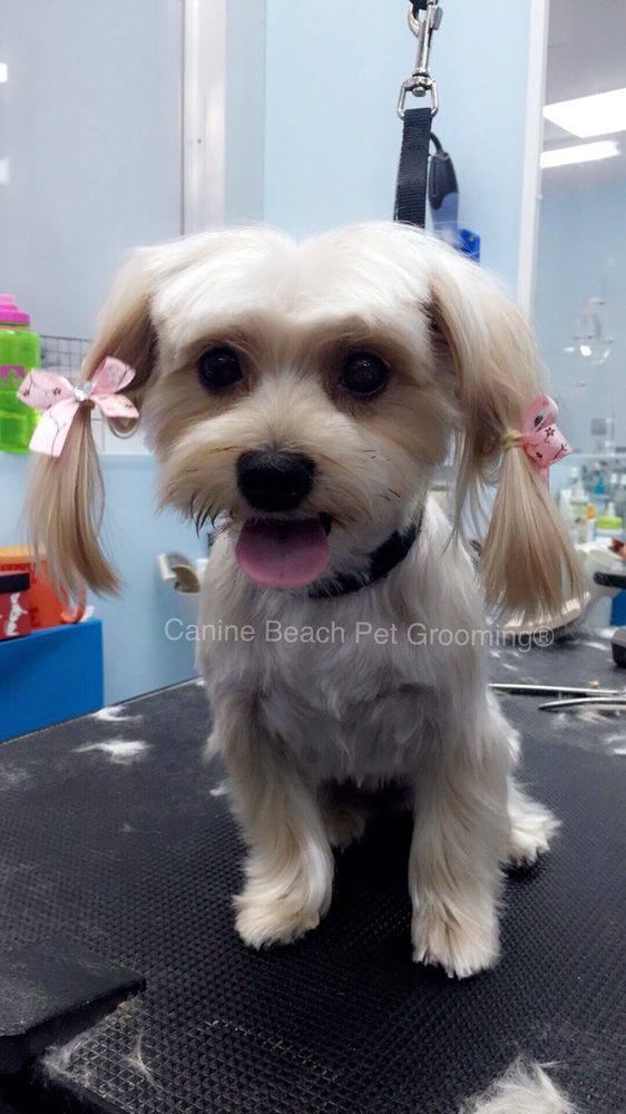 yorkie mix pigtails table